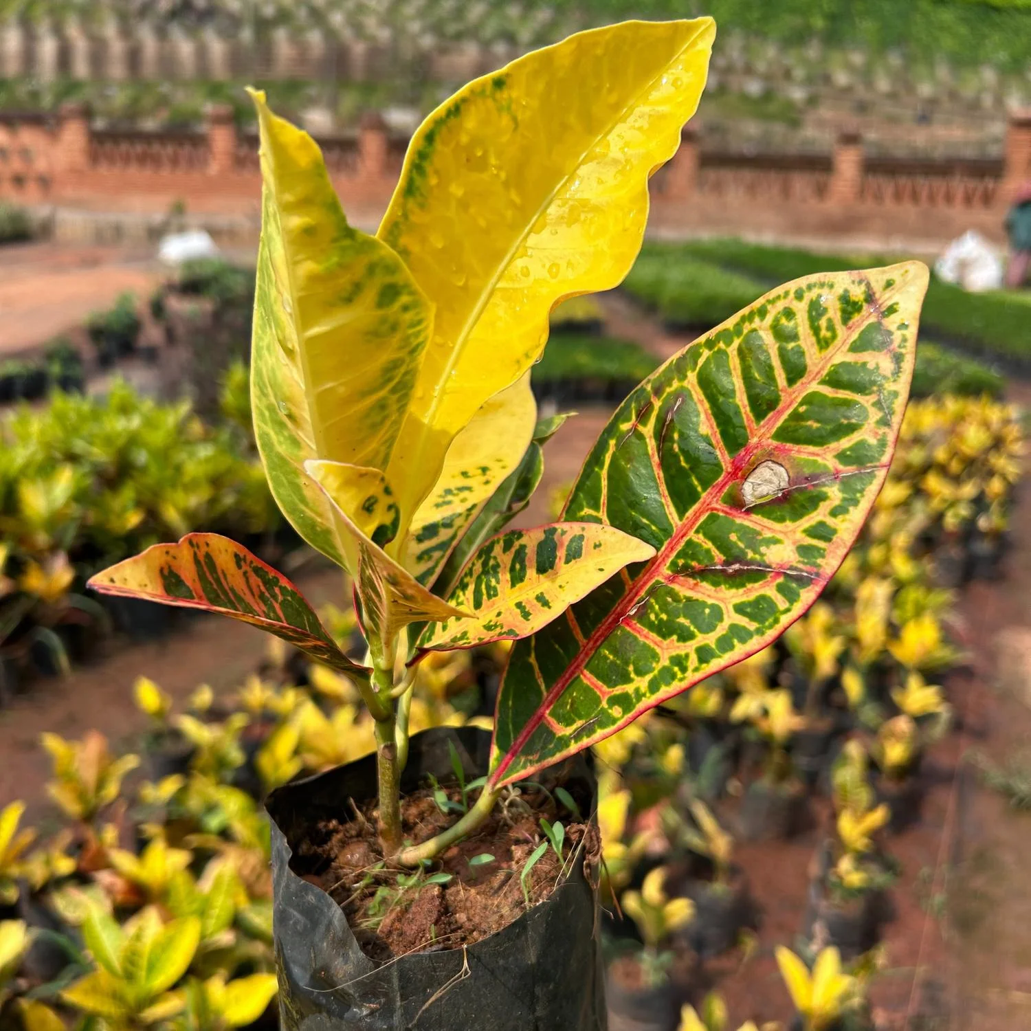 Croton Small thumbnail 3